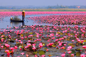 Red_Lotus_Lake Red_Lotus_Lake